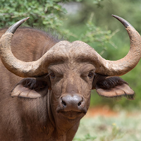 Buffalo Sounds