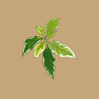 Agro Sbai - Agriculture