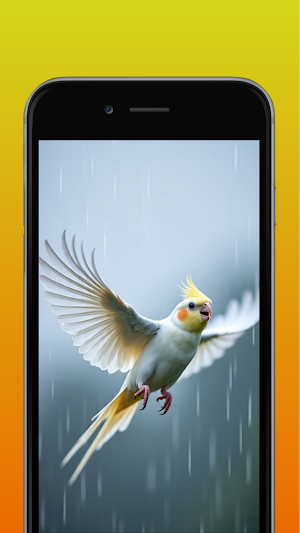 Cockatiel bird Wallpaper 4K Screenshot 1