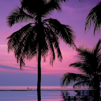 Palm Tree Wallpapers