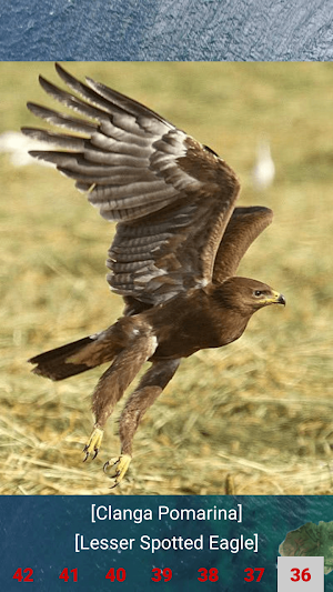 Eagle Attack Screenshot 3