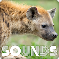 Hyena Sound Ringtones