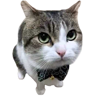 Random Cats Stickers WA