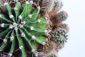 Cactus wallpapers Screenshot 1