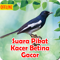 Suara Pikat Kacer Betina Gacor