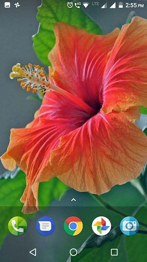 Hibiscus Flower Wallpaper Hd Screenshot 1