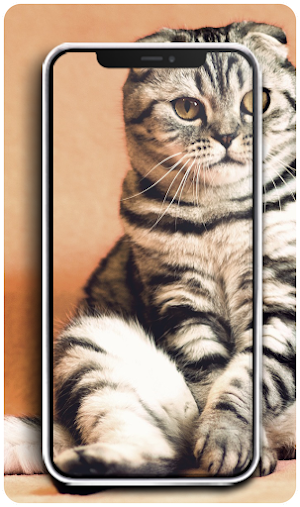 Cute Cat and Dog Wallpapers HD Screenshot 1