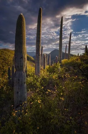 Arizona Wallpaper HD Screenshot 2