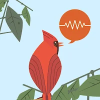 ChirpOMatic, US Birdsound ID