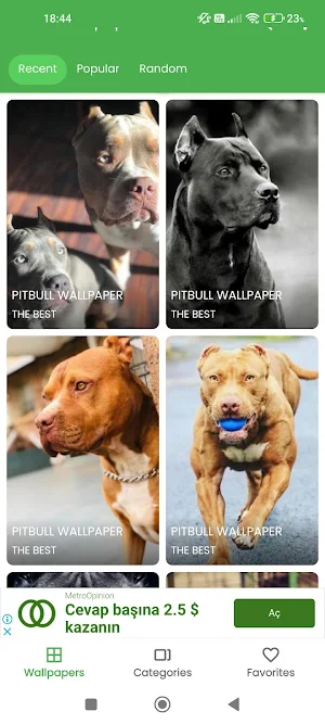Pitbull Wallpaper 4K Screenshot 3