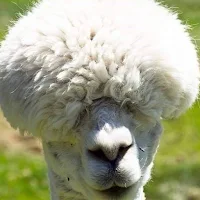 Llama Backgrounds