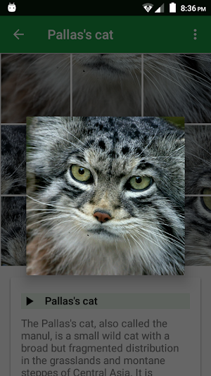 Cats Puzzle Screenshot 2