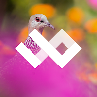WildPapers - Wildlife Photos