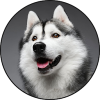 Siberian Husky Dog Sounds