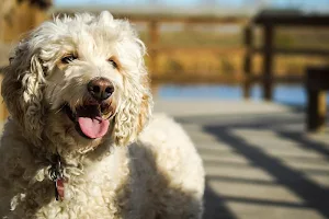 Poodle wallpapers Screenshot 2