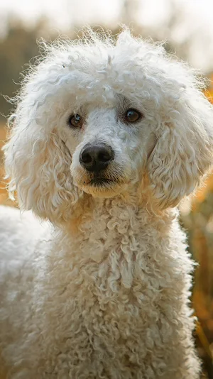 cute poodle wallpaper Screenshot 0