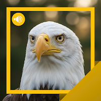 Bald-Eagle Sounds & Story