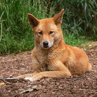 Dingo Sounds