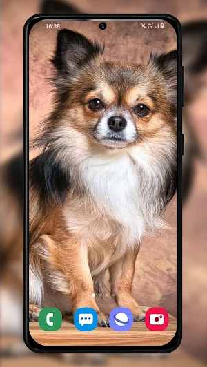 Chihuahuas dog wallpapers Screenshot 2