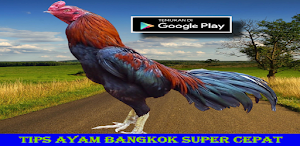 Tips Ayam Bangkok Super Cepat Screenshot 3