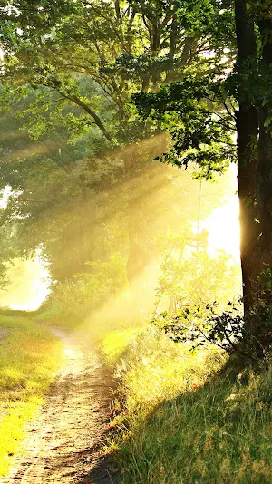 forest nature wallpaper Screenshot 0