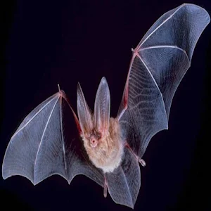 Bat Sounds Screenshot 0