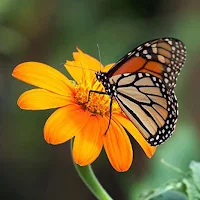 Monarch Butterfly Wallpapers