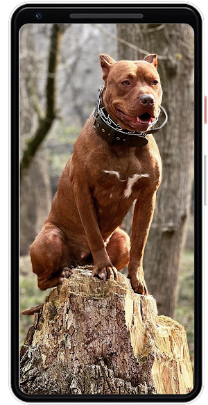 Dog Wallpapers Screenshot 2