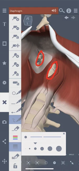 Primal's 3D Abdomen Screenshot 2