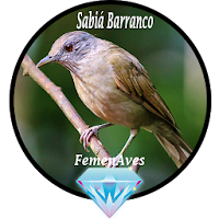 Canto Fêmea de Sabiá Barranco