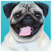 Pug Dog Wallpapers