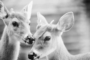 Deer wallpapers Screenshot 2