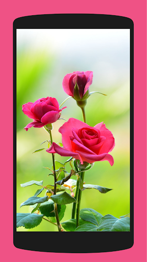 Aesthetic Roses Wallpaper 4K Screenshot 3