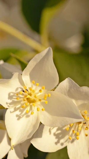 Jasmine Wallpaper Screenshot 0