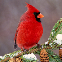 Cardinal Bird Sounds