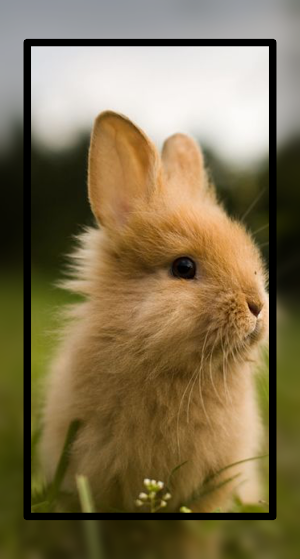 Baby Rabbit Wallpaper HD Screenshot 2