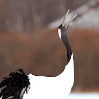 Crane Bird Sounds