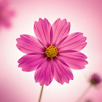Pink Flower Wallpapers