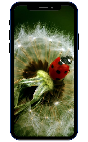 Dandelion Wallpaper Screenshot 1