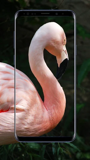 Flamingo Wallpaper Screenshot 2