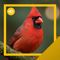 Cardinal Sounds & Story