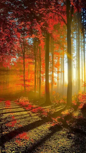 Fall Wallpaper HD Screenshot 2