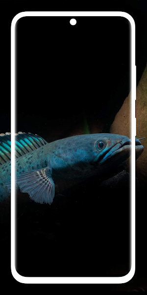 Channa Fish Wallpaper 4K HD Screenshot 3