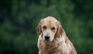 Golden Retriever Wallpaper HD Screenshot 3