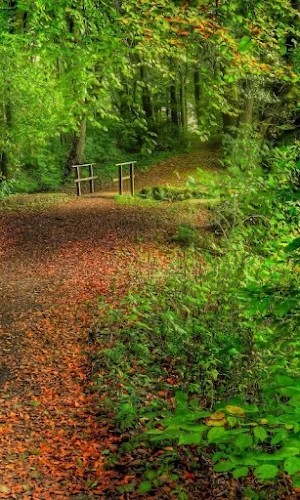 Forest Wallpaper Screenshot 3