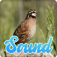 Quail Bird Sounds Effect