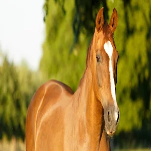 Horse Sounds Screenshot 0