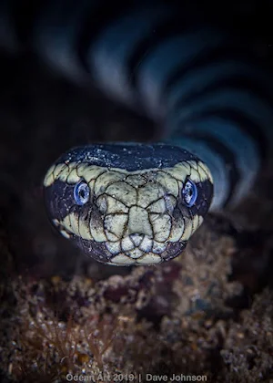 Banded Krait Snake Wallpapers Screenshot 1