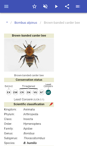 Bumblebees Screenshot 2