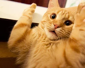Orange Kitten HD Themes Wallpa Screenshot 3
